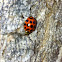 Common Spotted Ladybird