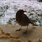 RossellaGianesin