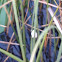 Apple Snail Eggs