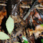 Common Pauraque