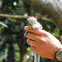 Eastern Gray Squirrel (baby)