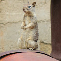 California Ground Squirrel