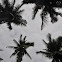 Philippine coconut