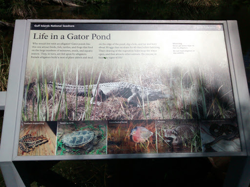 Gulf Islands Life In A Gator Pond