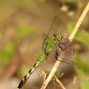Eastern Pondhawk Dragonfly