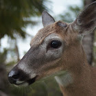 Key Deer