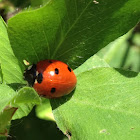 Ladybug