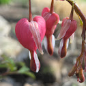 Bleeding Hearts