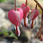 Bleeding Hearts