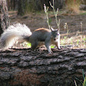 Abert squirrel