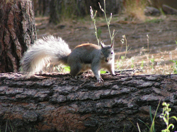 Spotting Image 1