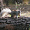 Abert squirrel