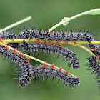 Mourning Cloak