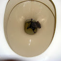 Rat