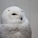 Snowy Owl