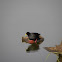 Black Crake