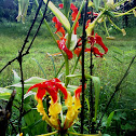 Glory Lily