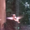 Ruby throated humming bird