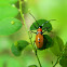 Milkweed Bug nymph