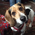 Beagle