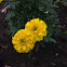 Marigold