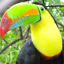 Costa Rican toucan