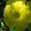 Bermuda buttercup