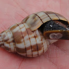 Banded Tulip