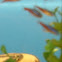 Tetra