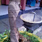 Rotten Palm