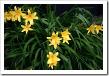 Hemerocallis