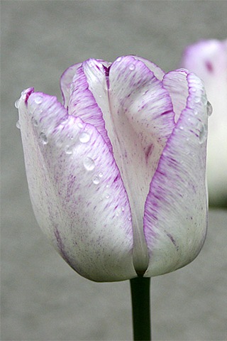 [TulipaShirley3.jpg]