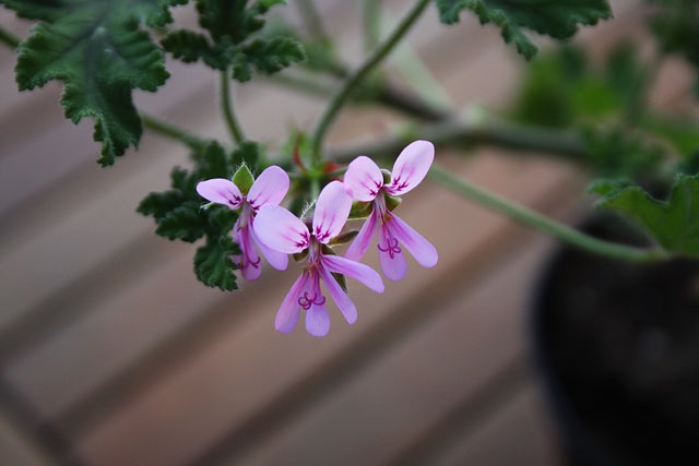 [ChocolateBlotch1.jpg]