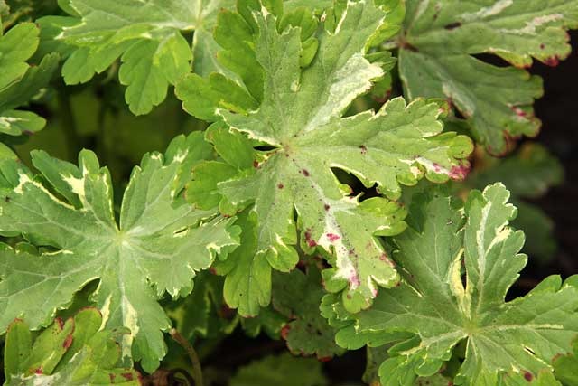 [Geranium3.jpg]