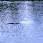 American Alligator