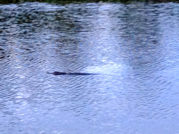 Spotting Image 1