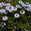  Globe Daisy   
