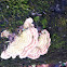 Turkey Tail Fungus