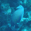French angelfish