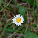 common daisy