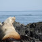Steller Sea Lion