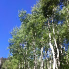 Quaking Aspen