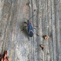 Milkweed bug