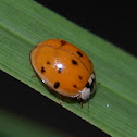 Asian Lady Beetle