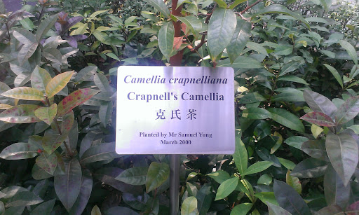 Crapnell's Camellia