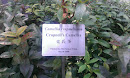 Crapnell's Camellia