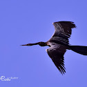 Oriental Darter