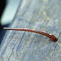 Leech