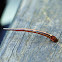 Leech