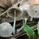 Fairy's Bonnets